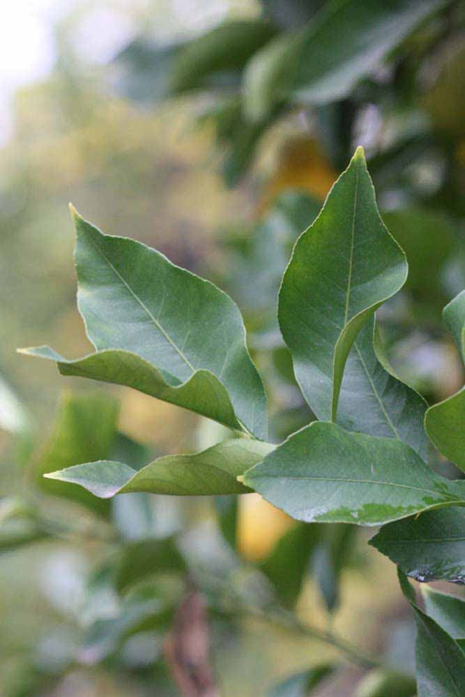               Sun leaves (Prior, Riverside,   CA)   
